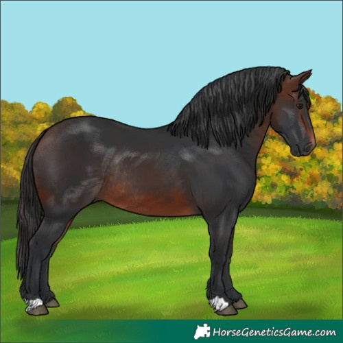 Horse Color:Brown Rabicano 