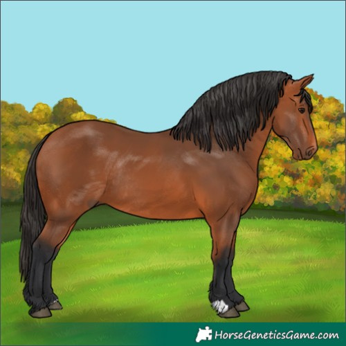 Horse Color:Bay Rabicano