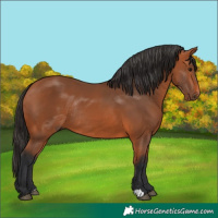 Horse Color:Bay Rabicano 