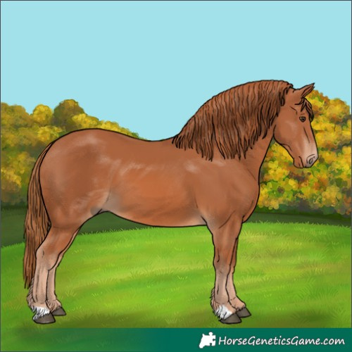 Horse Color:Chestnut 