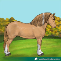 Horse Color:Chestnut Tobiano