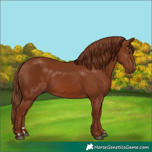 Horse Color:Chestnut 