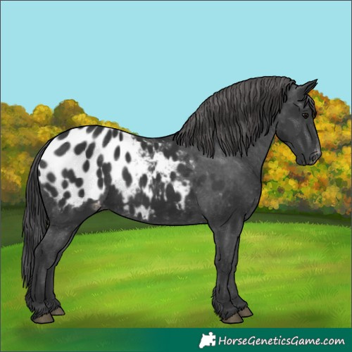 Horse Color:Black Appaloosa