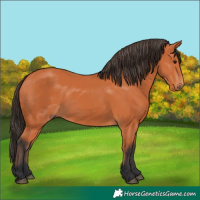 Horse Color:Bay 