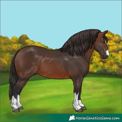 Horse Color:Brown 