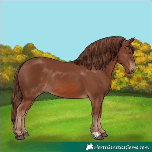 Horse Color:Chestnut Rabicano 