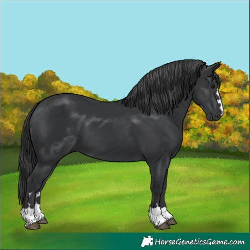Horse Color:Black 