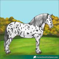Horse Color:Black Appaloosa 