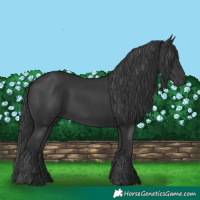 Horse Color:Black 