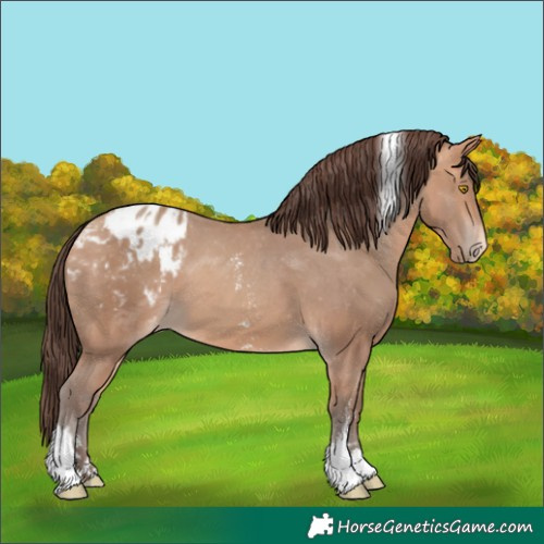 Horse Color:Amber Champagne Sabino Tobiano Appaloosa and Amber Champagne Sabino Tobiano Appaloosa