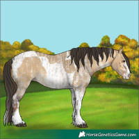 Horse Color:Liver Red Dun Roan Splash  and Buckskin Dun Sabino Tobiano 
