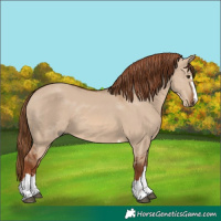 Horse Color:Red Dun