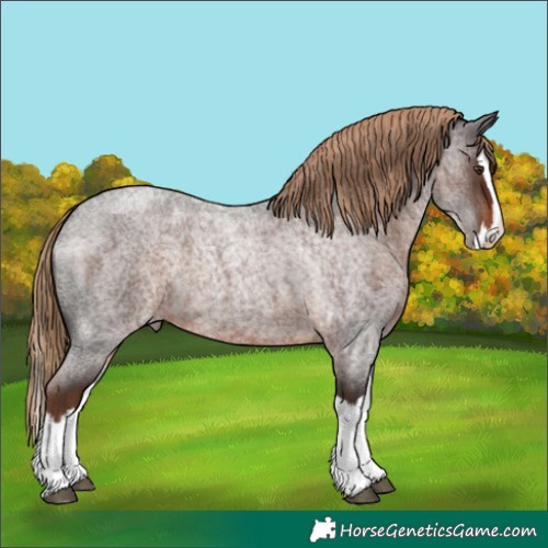 Horse Color:Liver Red Roan Splash