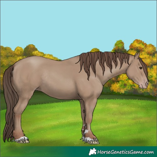 Horse Color:Classic Champagne Rabicano 