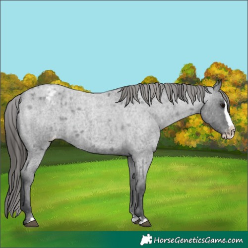 Horse Color:Blue Roan Splash Appaloosa 
