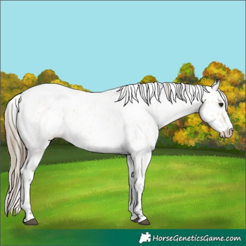 Horse Color:Buckskin Roan Splash Appaloosa 