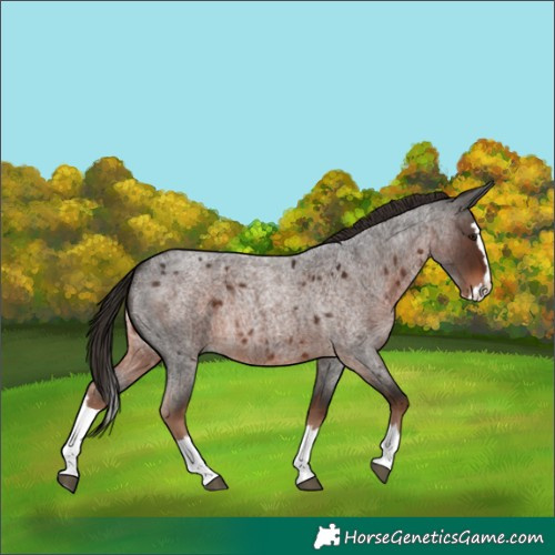 Horse Color:Liver Red Roan Splash 