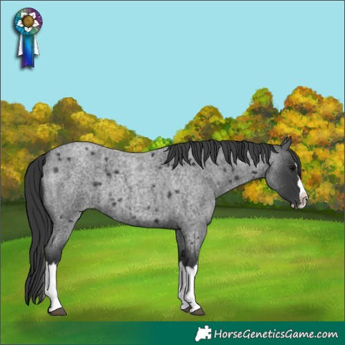 Horse Color:Blue Roan Splash 