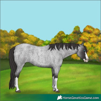 Horse Color:Smoky Blue Roan Splash 