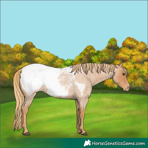 Horse Color:Red Roan Appaloosa 