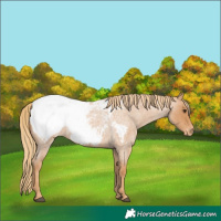Horse Color:Red Roan Snowcap