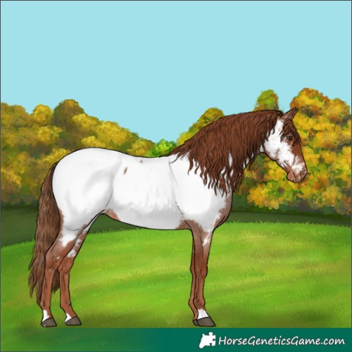 Horse Color:Red Roan Appaloosa 