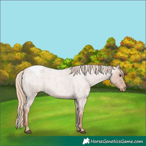 Horse Color:Red Roan Appaloosa 