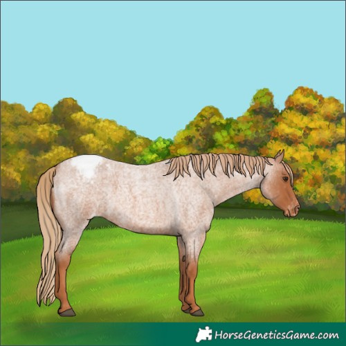 Horse Color:Red Roan Appaloosa