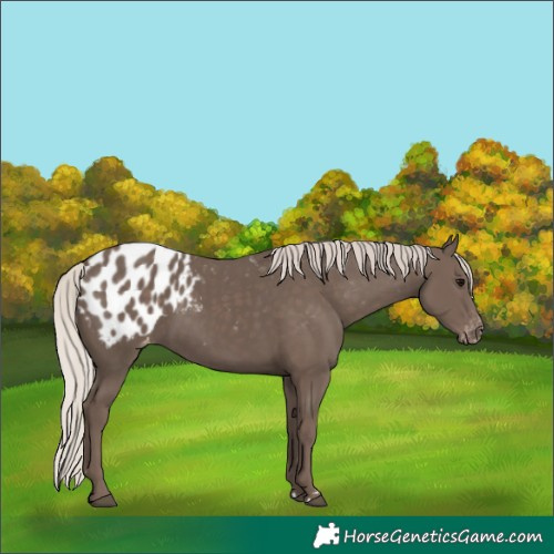 Horse Color:Silver Black Appaloosa 