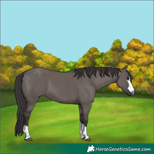 Horse Color:Smoky Grullo 