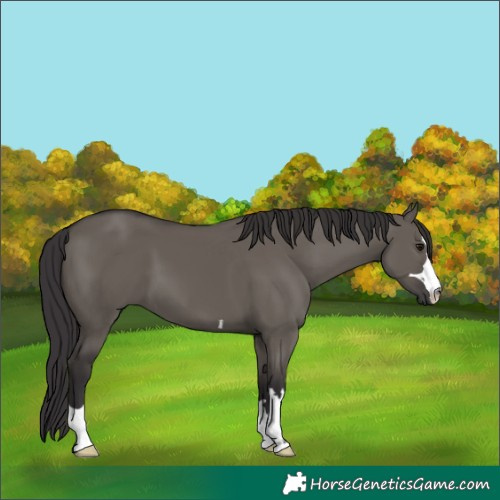 Horse Color:Smoky Grullo 
