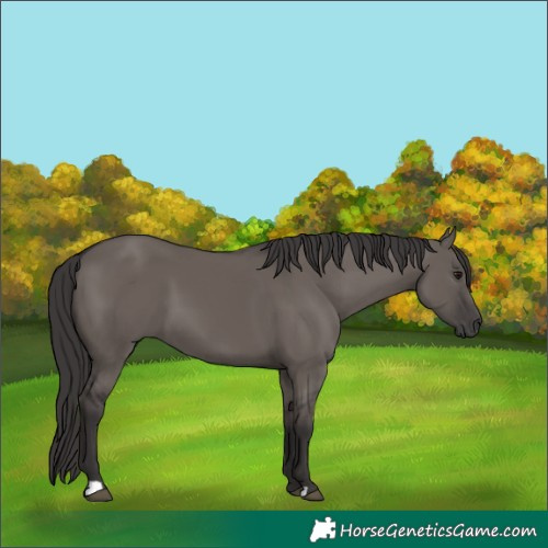 Horse Color:Smoky Grullo 