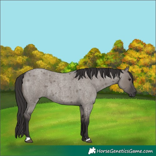 Horse Color:Smoky Grullo Roan 