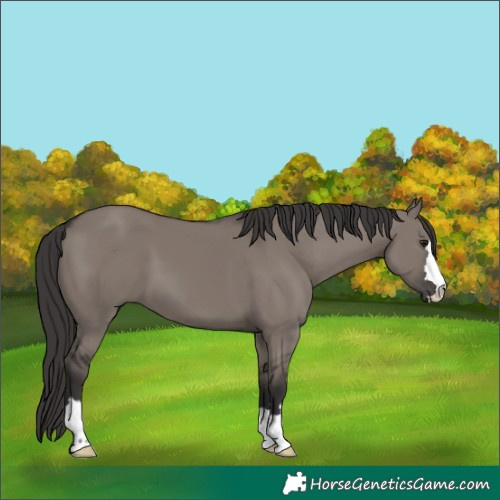 Horse Color:Smoky Grullo 