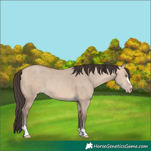 Horse Color:Amber Champagne Dun 