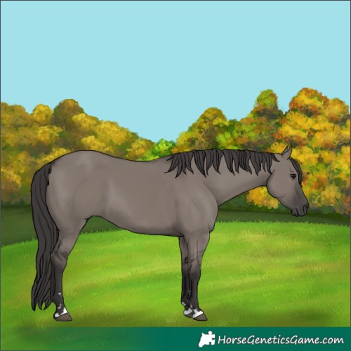 Horse Color:Smoky Grullo 