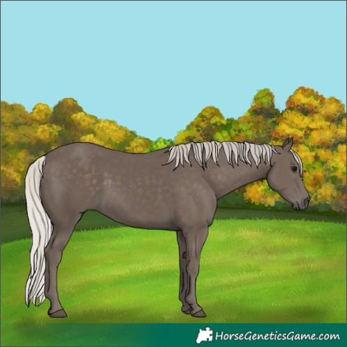 Horse Color:Silver Black 
