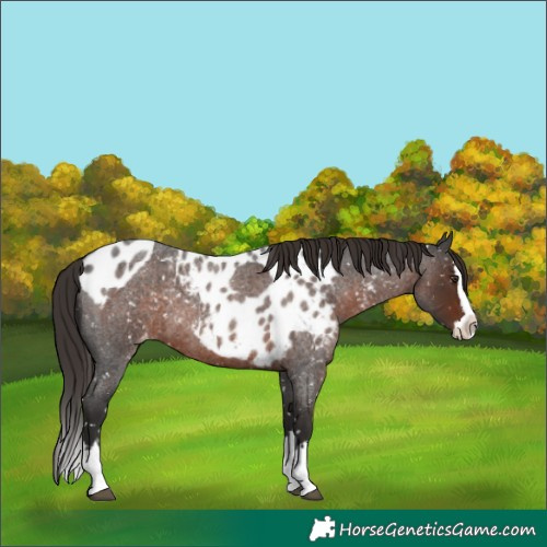 Horse Color:Liver Red Roan Splash Skewed Appaloosa 