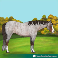 Horse Color:Liver Red Roan Splash 