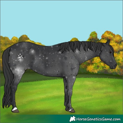 Horse Color:Black 