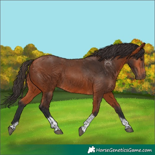 Horse Color:Bay Tobiano 