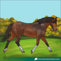 Horse Color:Bay Tobiano