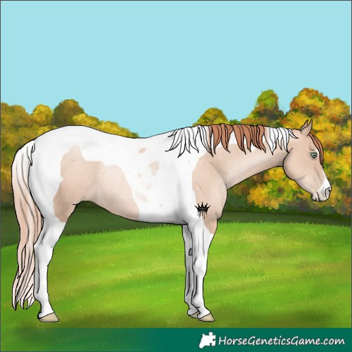 Horse Color:Sable Champagne Pearl Tobiano Rabicano
