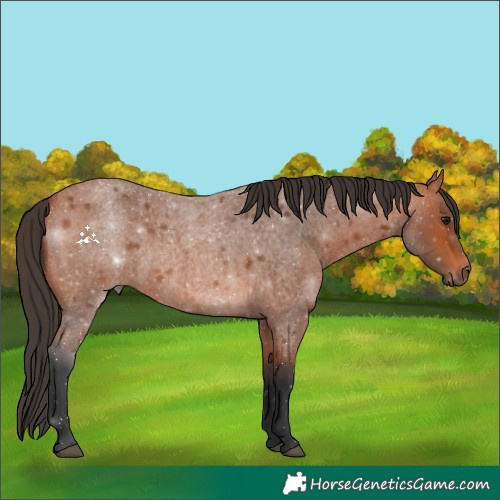 Horse Color:Bay Roan 
