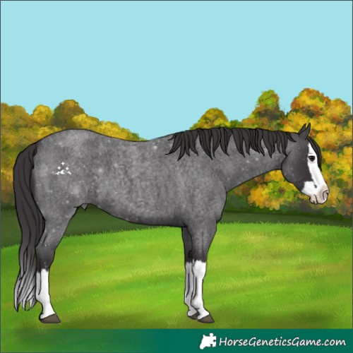 Horse Color:Smoky Blue Roan Splash 