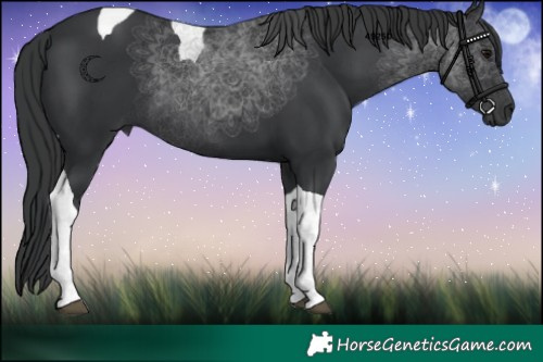 Horse Color:Black Tobiano 
