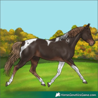Horse Color:Liver Chestnut Tobiano 