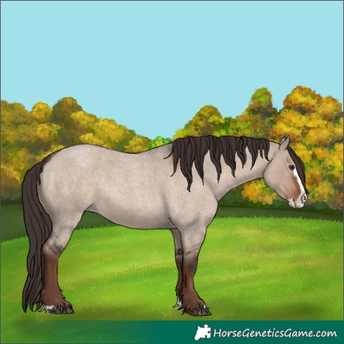 Horse Color:Liver Red Dun Roan Splash