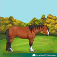 Horse Color:Bay 