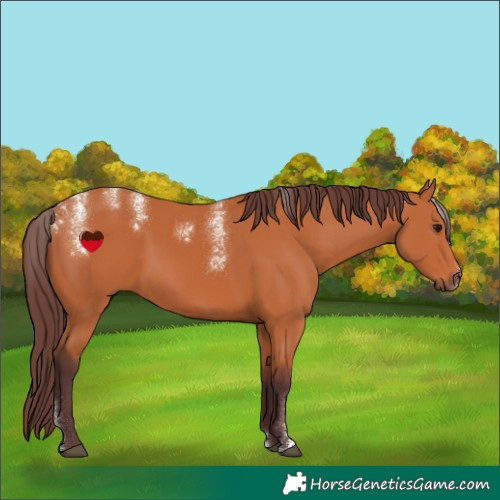 Horse Color:Powder White Chocolate Bay 